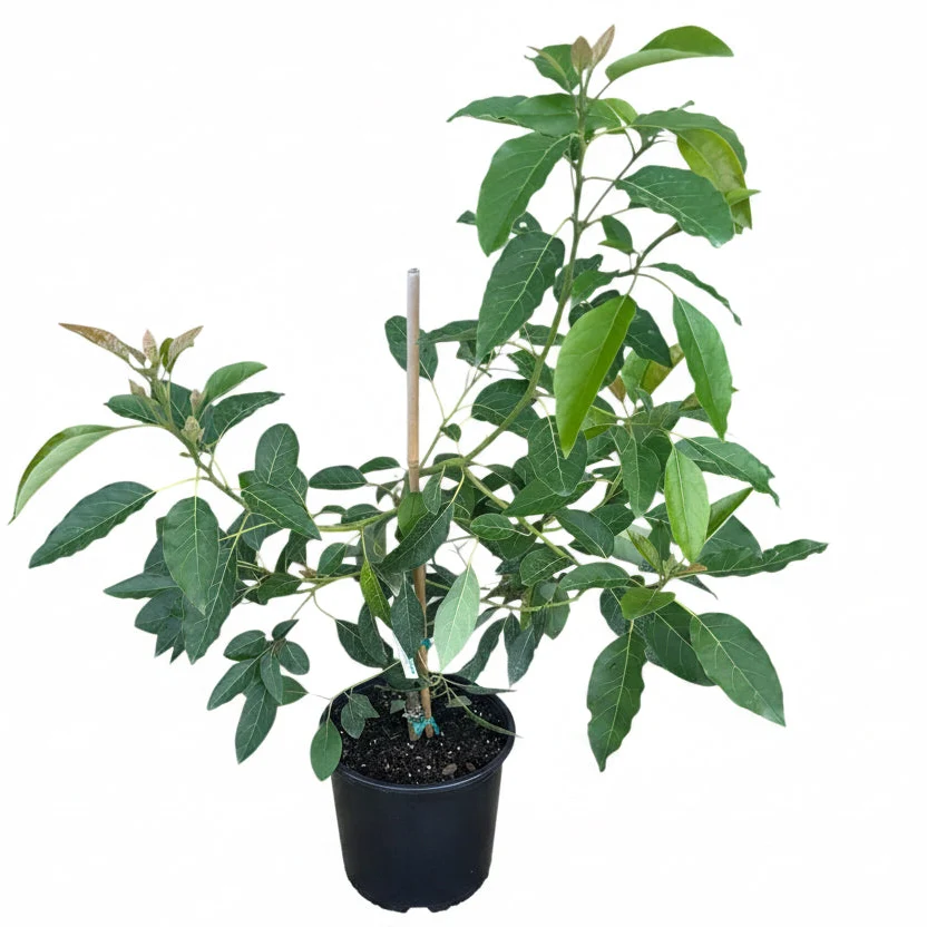 Best Trees in Pots